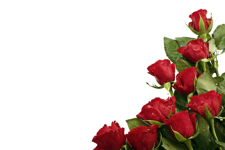 Fototapeta Roses of red 1438